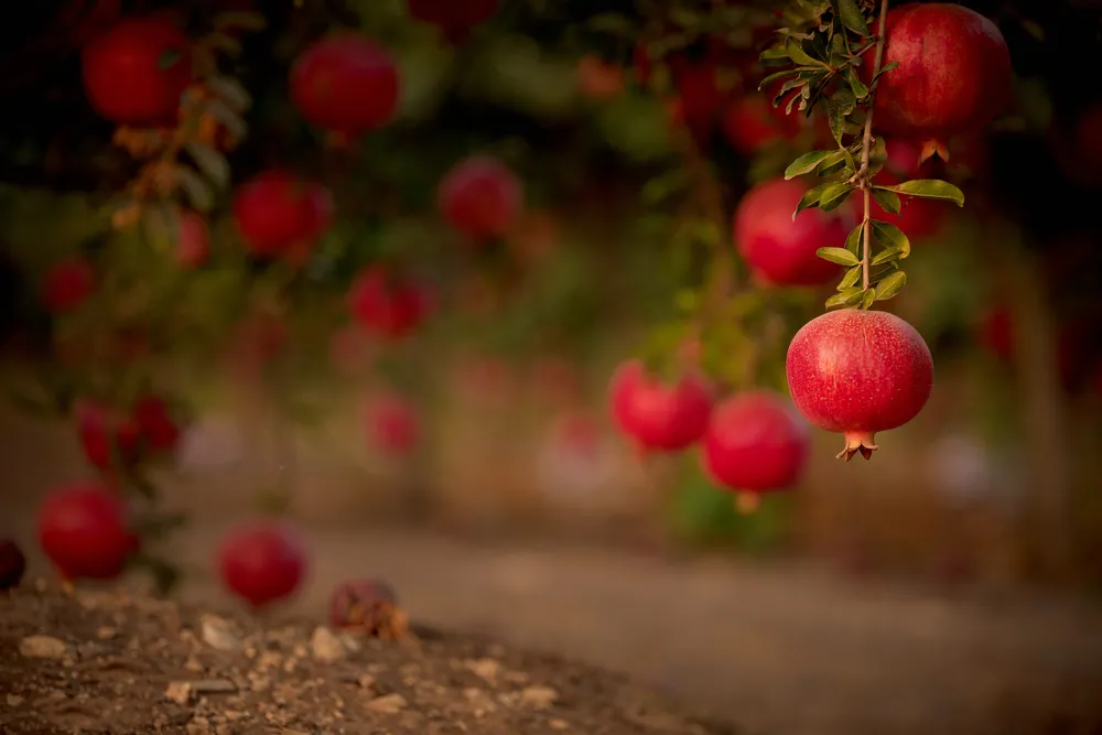 Pomegranate