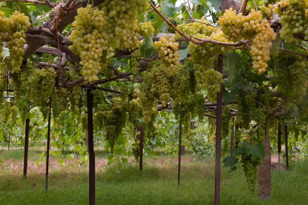 Grape