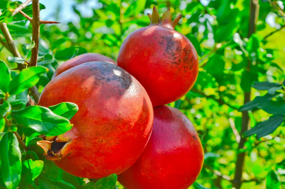 Pomegranate