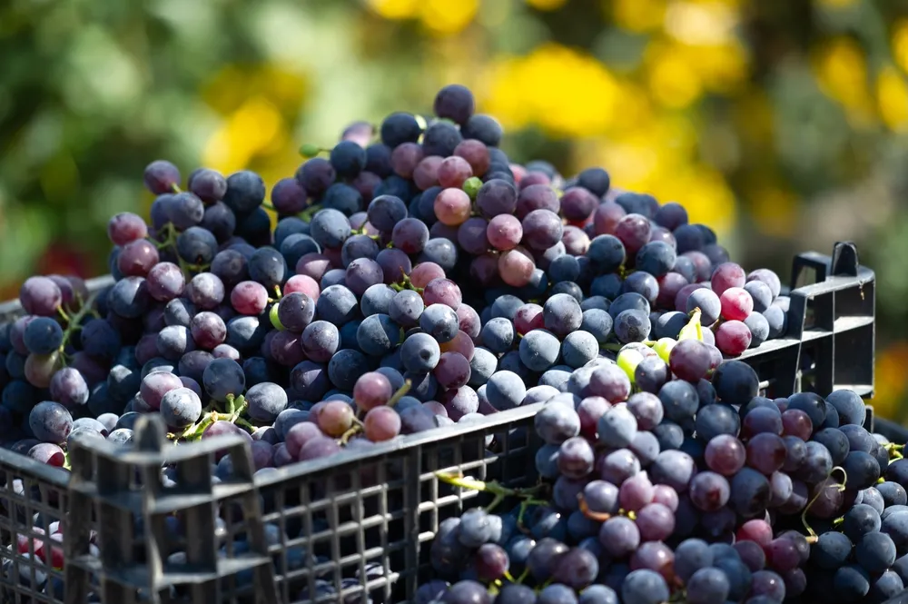 Grape