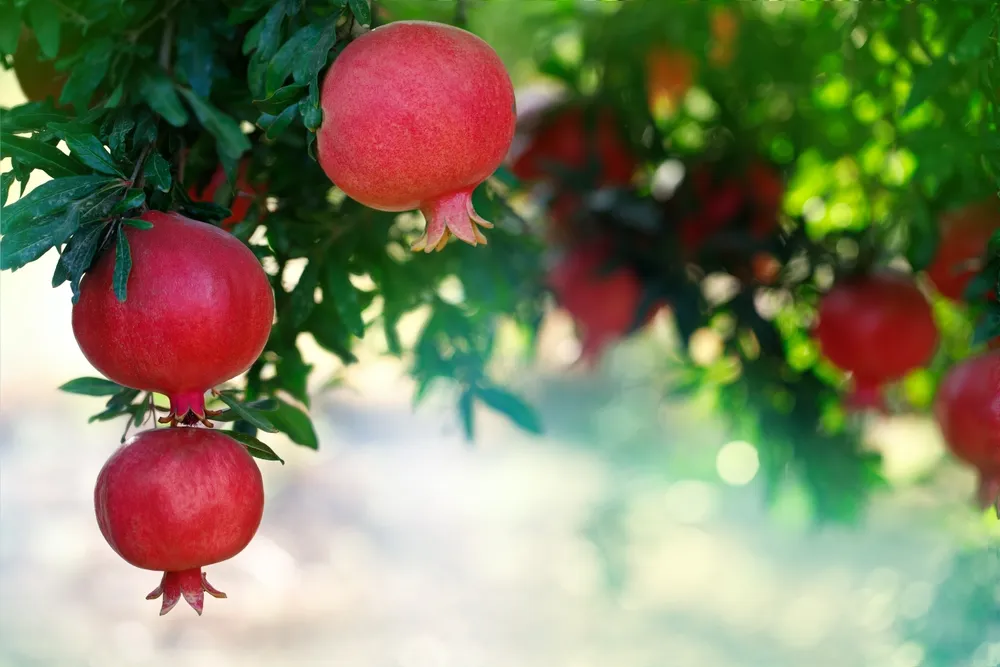 Pomegranate
